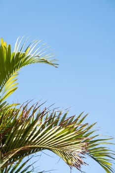 palm trees on the background of a beautiful sky