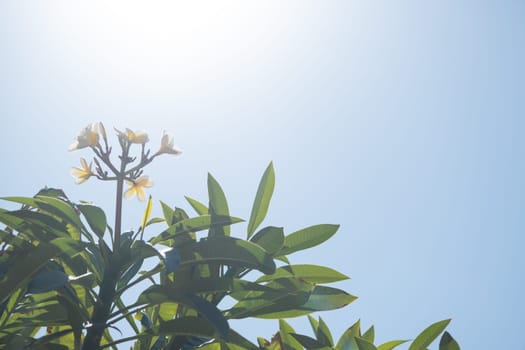 plumeria tree on the background of a beautiful sky