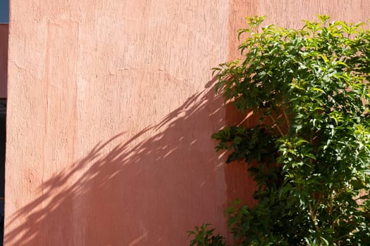 tropical trees on terracotta wall background