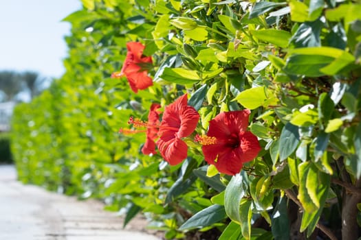 blossom blooming in the garden with white flower in the background. beautiful red hibiscus rosa in the hotel floral design