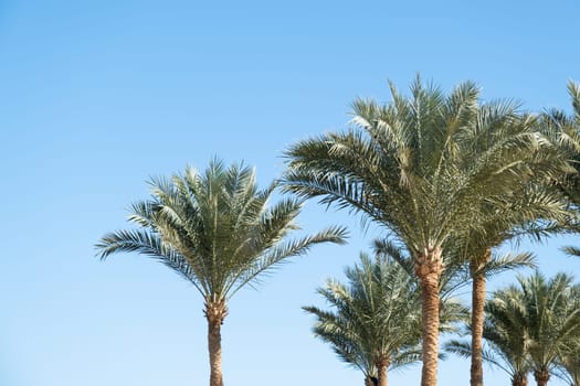 palm trees on the background of a beautiful sky