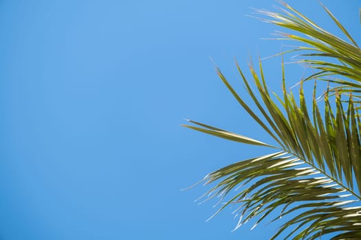 palm trees on the background of a beautiful sky