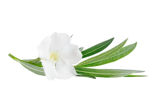 Beautiful white oleander flowers isolated on white background. Natural floral background. Floral design element