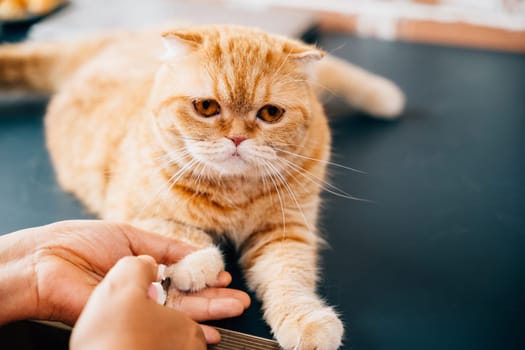In a veterinary environment, a woman performs cat nail trimming on a Scottish Fold and an orange cat. This close examination demonstrates the dedication and expertise required for proper pet care.