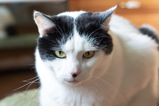 Black and white cat at home close up portrait