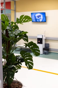 A well-lit office space with a green potted monstera plant in the foreground and a blurred television in the background