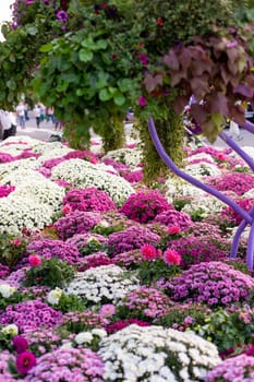 A lush garden of blooming chrysanthemums in various shades of pink, purple, and white flowers. Vertical