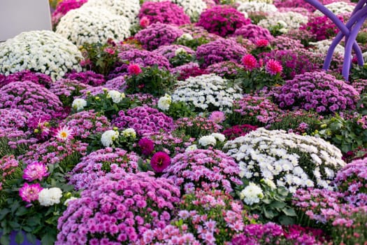 A lush garden of blooming chrysanthemums in various shades of pink, purple, and white flowers
