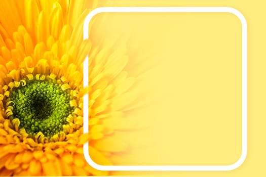 Spring background with beautiful yellow big flower and copy space frame.