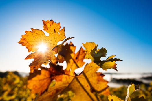 Colourful vine leaves in the autumn. High quality photo