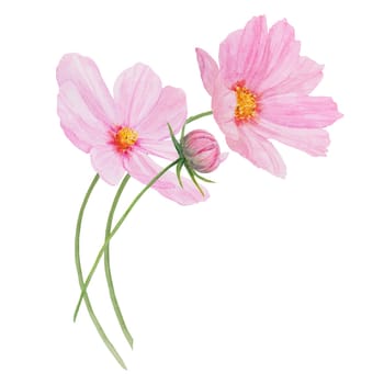 Garden pink Cosmos boquet watercolor illustration. Hand drawn botanical painting, floral sketch. Colorful preety flower clipart for summer or autumn design of wedding invitation, prints, greetings, sublimation, textile