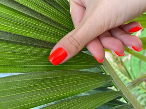 A woman's hand with red nail polish on a green leaf. High quality photo