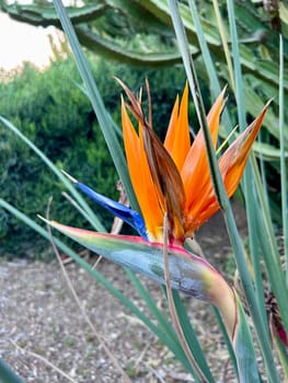 A closeup bird of paradise Strelitzia flower blooming in a garden. High quality photo