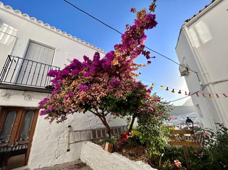 A white house with purple Bougainvillea flowers in front of it. High quality photo