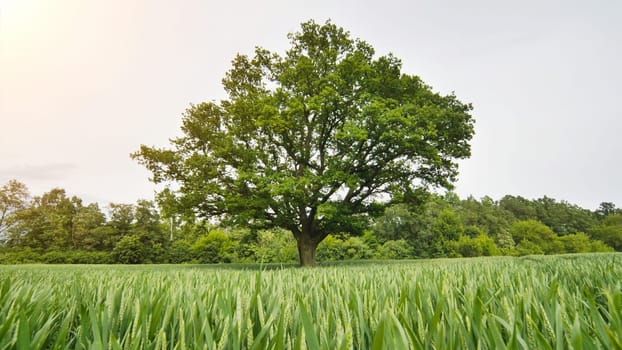 Movement to a lone oak tree among young green wheat
