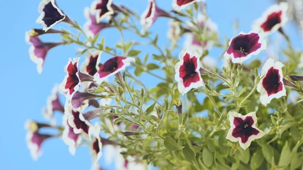 Purple petunias hang in a vase outside the house