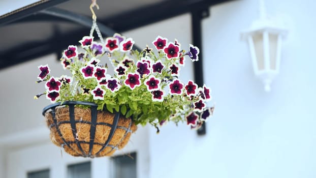 Purple petunias hang in a vase outside the house