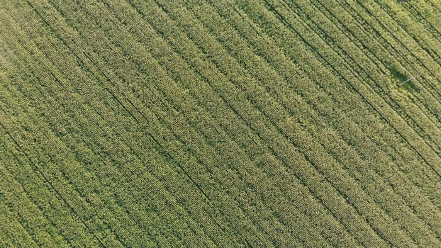 Aerial view with a drone of a field of corn flowered perfectly sown. Precision agriculture and sowing with variable doses of seed begins to dominate the agricultural industry.