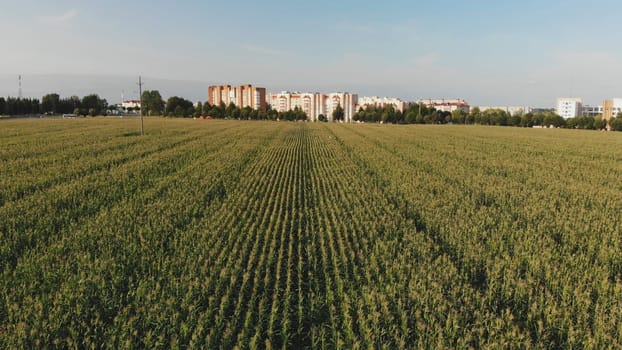 A cornfield of green by the city. Drone video