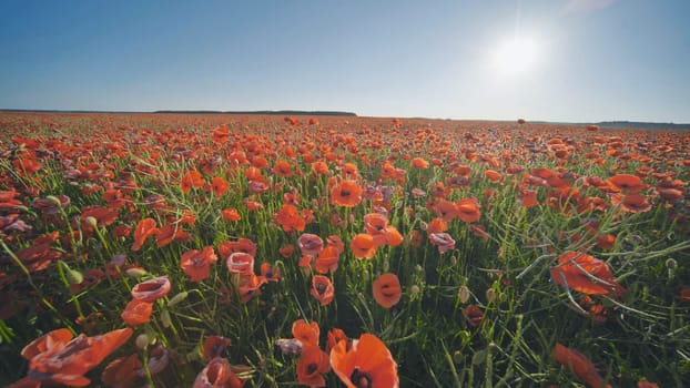 A large field of red poppy flowers at sunset. Smooth movement
