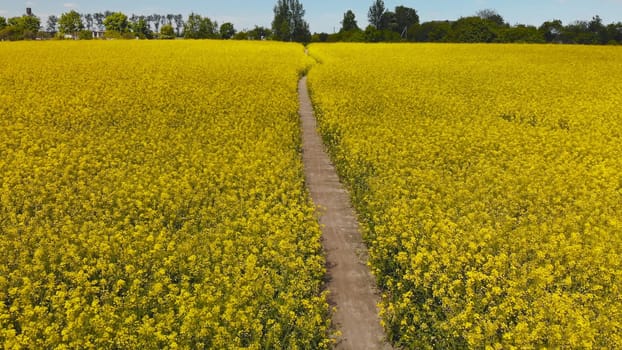 A pathway through a rapeseed field in Sussex, on a sunny spring day
