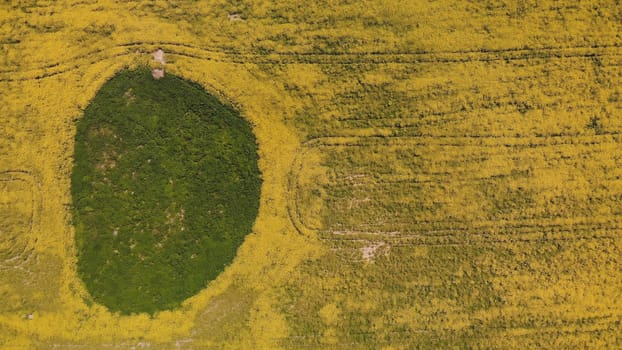 A wetland spot in a field of rapeseed. Drone view