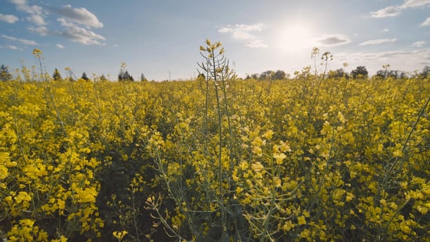 Rapeseed flowers at sunset. Video using a slider