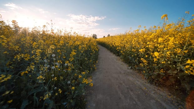 Rapeseed flowers at sunset. Video using a slider