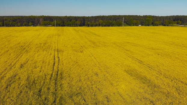 Aerial drone capture image of brilliant bright yellow rapeseed field. Spring flowering oilseed rape or canola grown for vegetable oil.