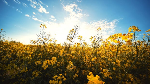 Rapeseed flowers at sunset. Video using a slider