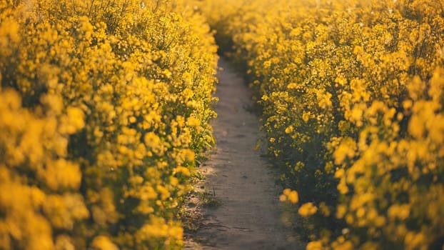 A path in a field of rapeseed on a spring day