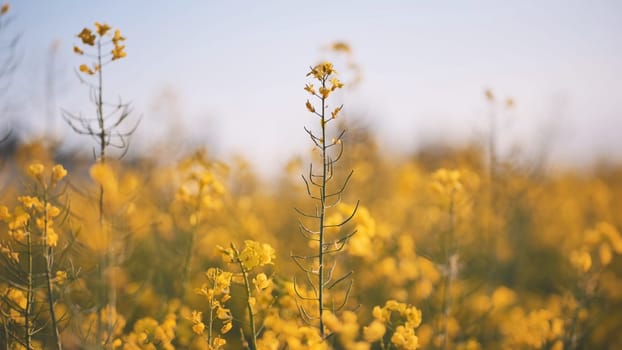 Rapeseed flowers at sunset. Video using a slider