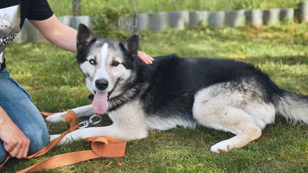 A husky owner poses on the grass on a warm day with her doggie