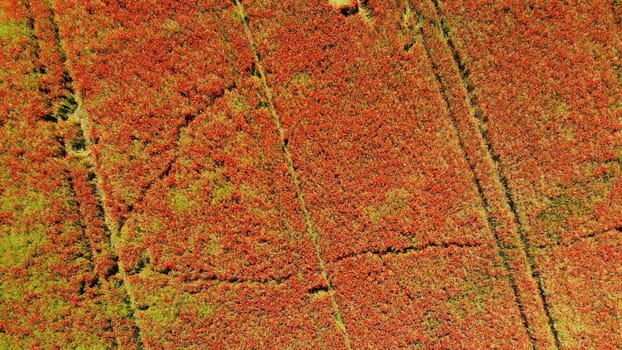 A red field of poppy flowers. Drone video