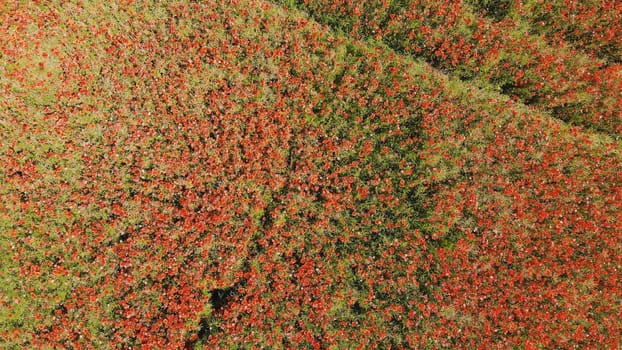 A red field of poppy flowers. Drone video