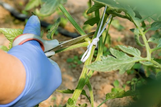 Process of removing tomato suckers helps redirect energy to fruit production. Supporting tomato plants with trellises minimizes damage from ground-dwelling pests.