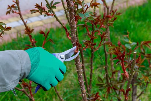 Gardener uses scissors for pruning roses. Pruning bush stimulates continuous flowering during growing season.
