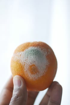 holding a Rotten orange. Moldy orange .