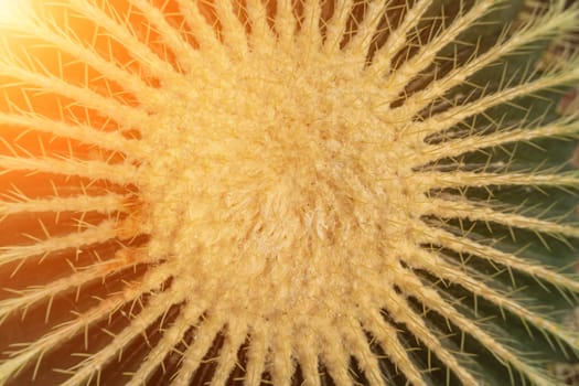 thorn cactus texture background. Golden barrel cactus, golden ball or mother-in-law's cushion Echinocactus grusonii is a species of barrel cactus which is endemic to east-central Mexico.