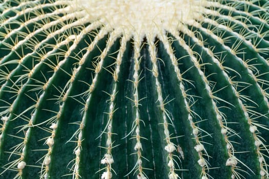 thorn cactus texture background, close up. Golden barrel cactus, golden ball or mother-in-law's cushion Echinocactus grusonii is a species of barrel cactus which is endemic to east-central Mexico.