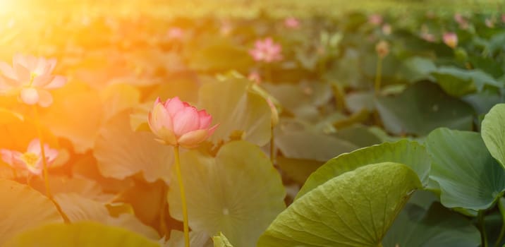 A pink lotus flower sways in the wind. Against the background of their green leaves. Lotus field on the lake in natural environment