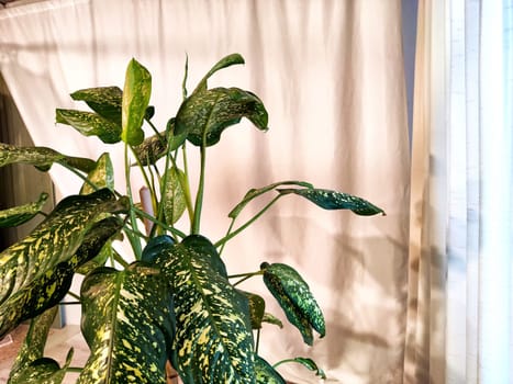 Dieffenbachia plant in a pot on a stool by the window. Retro interior in light colors. Background with plant with green leaves and fabric