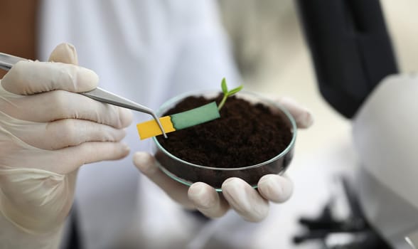 Laboratory assistant holding tongs for litmus paper. Litmus paper shows acidity, chemical analysis. Laboratory assistant analyzes soil. Technologist takes into account quality incoming raw materials