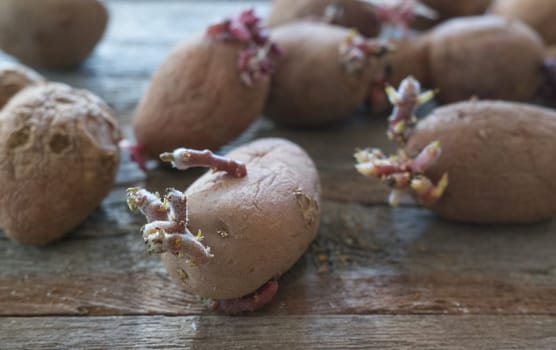 Potatoes with sprouts on a wooden background. Seed potatoes for planting