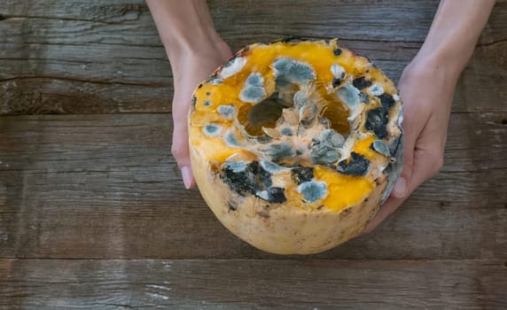 female hands holding a spoiled moldy pumpkin.