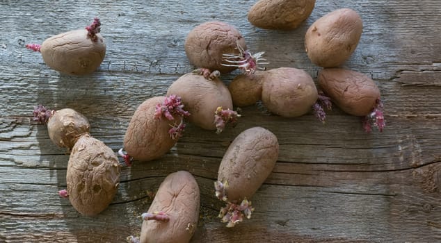 Potatoes with sprouts on a wooden background. Seed potatoes for planting