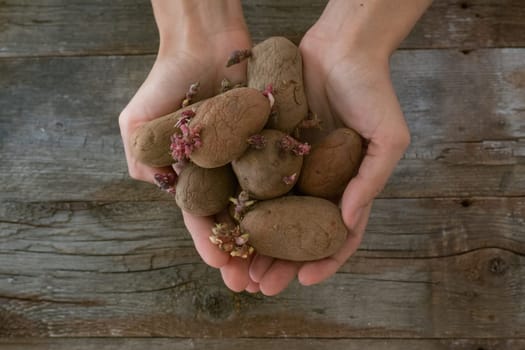 Female hands hold potatoes with sprouts on a wooden background. Seed potatoes for planting.