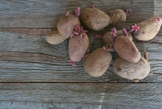 Potatoes with sprouts on a wooden background. Seed potatoes for planting