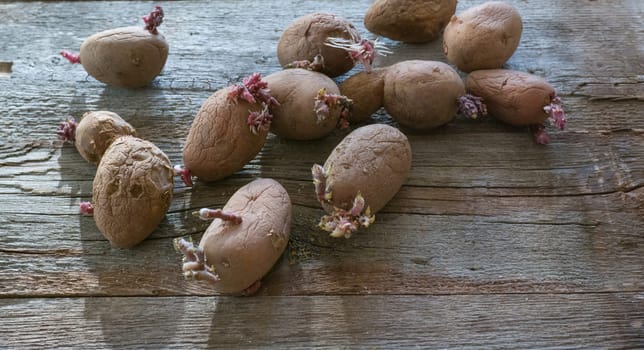 Potatoes with sprouts on a wooden background. Seed potatoes for planting