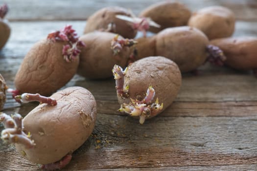 Potatoes with sprouts on a wooden background. Seed potatoes for planting